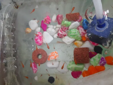 بذر گل نیلوفر رونده الوان گلبرگ پامچال کد GPF-093