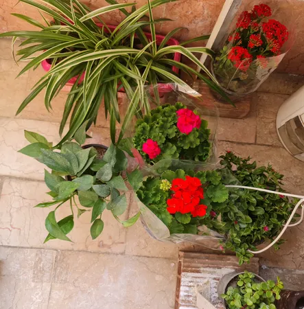 گیاه طبیعی ناز کد byt27