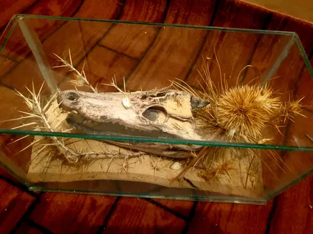 جمجمه تزیینی آکواریوم کد MS