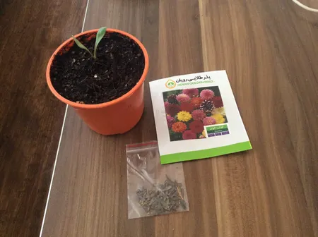 بذر گل کوکب الوان بذر طلایی برتر کد BZT-26