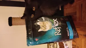 تجریه خرید غذای خشک گربه رفلکس مدل سالمون وزن 1.5 کیلوگرم