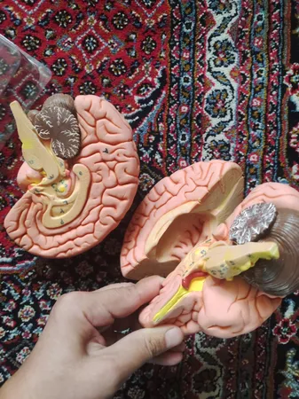 بازی آموزشی مدل مولاژ مغز انسان مدل 4Parts کد A4