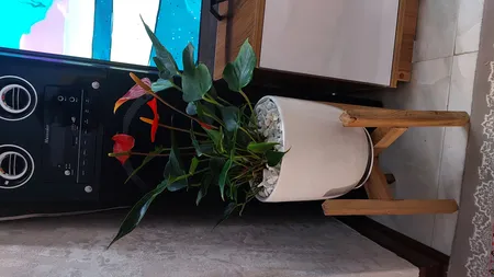 گل طبیعی انتوریوم تافکو مدل صورتی