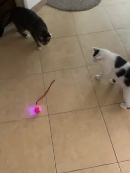 اسباب بازی گربه مدل توپ هوشمند متحرک Lp20