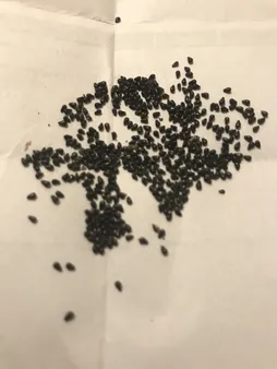 بذر میر تلو کاکتوس آذر سبزینه مدل V41