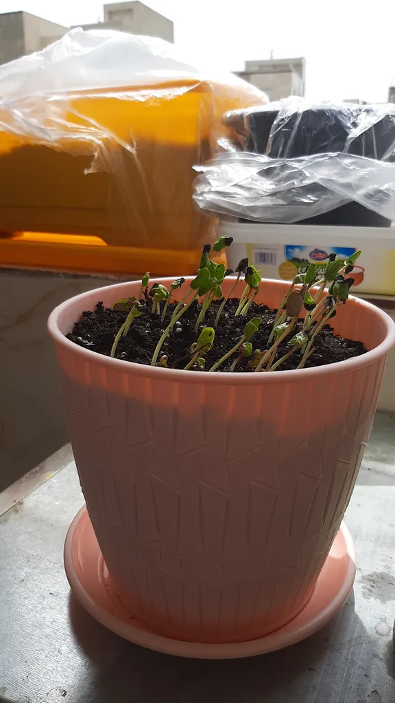 بذر گل نیلوفر رونده الوان آذر سبزینه مدل A138