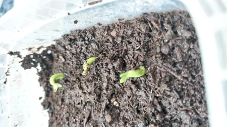 بذر بنسای آدنیوم ابسوم سانیا سید مدل 10