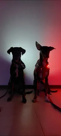 چراغ پیشانی مدل CB-6893