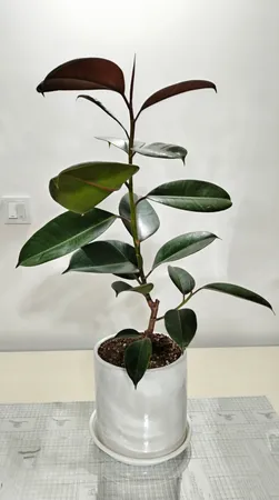 گل طبیعی فیکوس بلک  تافکو کد 1402