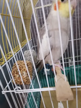 مکمل پرندگان کلاغ سفید مدل تشویقی عسلی کد 664 وزن 50 گرم