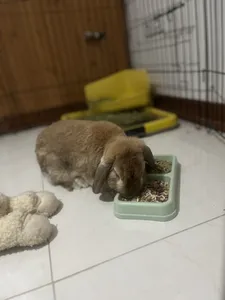 تجریه خرید غذای خرگوش نیچر فود مدل 2 ستاره وزن 500 گرم