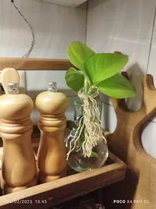 تجریه خرید فلفل ساب لینا مدل چوبی