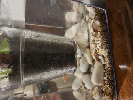 گلدان طرح آکواریوم کد ck106