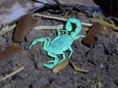 چراغ قوه دستی مدل UV 365nm filter