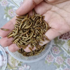 تجریه خرید تشویقی عروس هلندی فود فارمز لند مدل میل ورم وزن 50 گرم