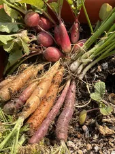 تجریه خرید بذر هویج رسمی (زردک) گیلدا کد 682