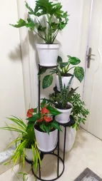 استند گلدان مدل پیچک