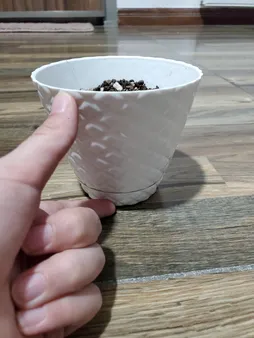 گلدان طرح آناناسی ارتفاع 8 سانتی متر