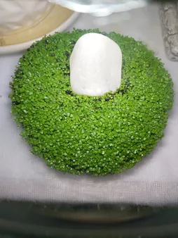 بذر پلنت آکواریوم مدل چمن ریز کوبایی