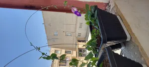 تجریه خرید بذر گل نیلوفر رونده الوان گلبرگ پامچال کد GPF-093