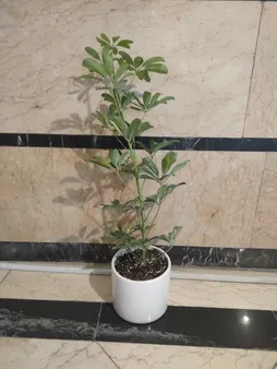 گل طبیعی شفلرا ابلغ تافکو کد 2026