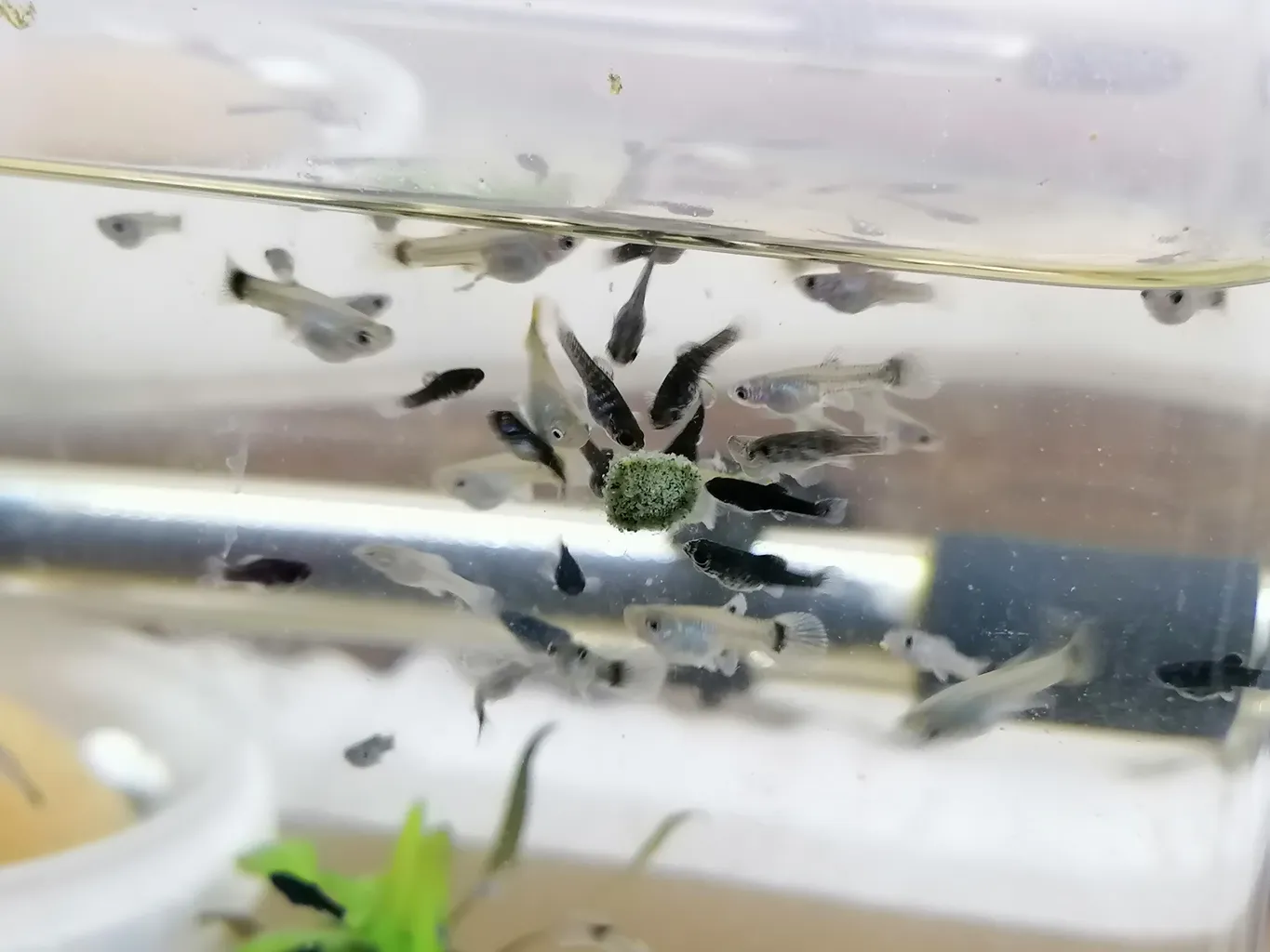 غذای ماهی امروز کد T103 بسته 120 عددی