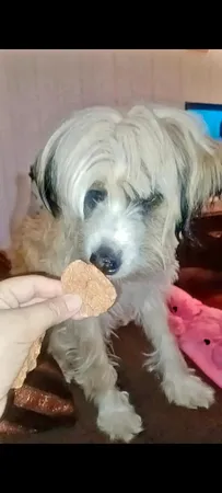 غذای تشویقی سگ ابیش مدل دنبلان خشک شده گوساله وبره وزن 100 گرم