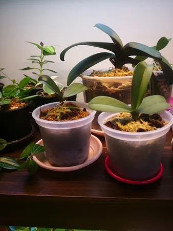 گلدان مدل ارکیده کد A_10 بسته 10 عددی