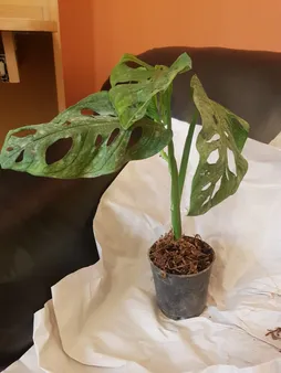 گیاه آپارتمانی پتوس حصیری کد hasir01