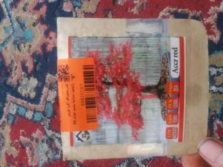 بذر بنسای افرا قرمز ژاپنی سانیا سید مدل S3