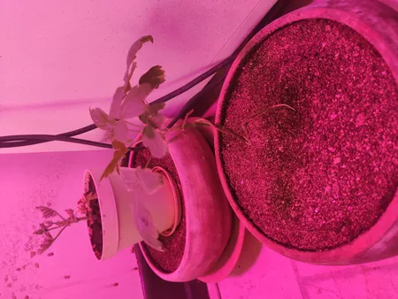 بذر بنسای سرو ژاپنی سانیا سید مدل D10