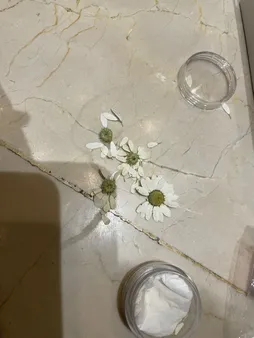 گل خشک مدل رزین اپوکسی بابونه مجموعه 4 عددی