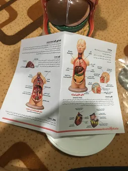 بازی آموزشی طرح مولاژ نیم تنه انسان مدل ASM06