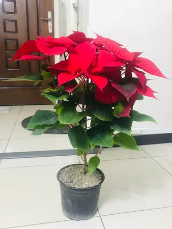 گل طبیعی بنت قنسول کد 105