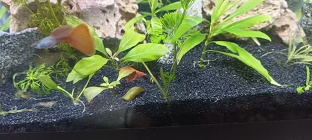 شن تزیینی آکواریوم مدل باروتی وزن 1 کیلوگرم