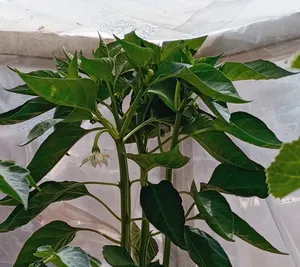 تجریه خرید بذر فلفل قلمی شیرین بذر طلایی برتر کد BZT-60