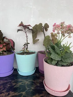 گلدان مدل آیما 15 مجموعه 6 عددی