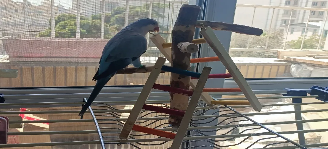 اسباب بازی پرندگان مدل نشیمنگاه طوطی طرح استند a6