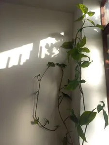 تجریه خرید گیره مدل پتوس کد n33 بسته 20 عددی