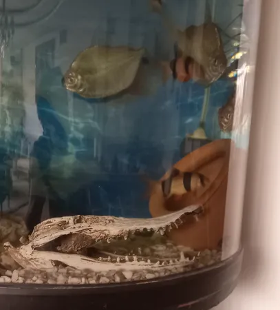 جمجمه تزیینی آکواریوم کد MS