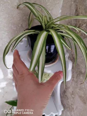 استند گلدان مدل ماه