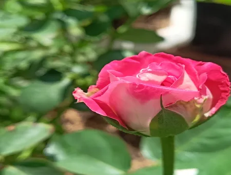 کودتتاکو سولفات پتاسیم مدل 50-0-0-MORESPRAY بسته یک کیلوگرمی