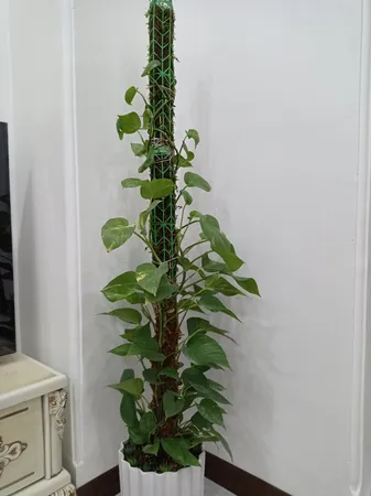 قیم بند مدل خزه دار کد 90cm