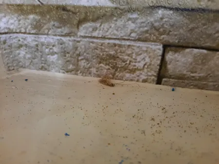 ژل سوسک کش برسودا پلاس مدل B50 وزن 50 گرم