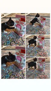 تجریه خرید غذای خشک بچه گربه رویال کنین مدل 1 Kitten وزن 400 گرم