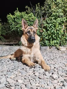 تجریه خرید غذای خشک سگ مفید مدل GIA-PE-1402 وزن 4 کیلوگرم