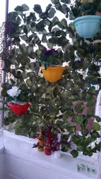 گلدان دیواری مدل 425