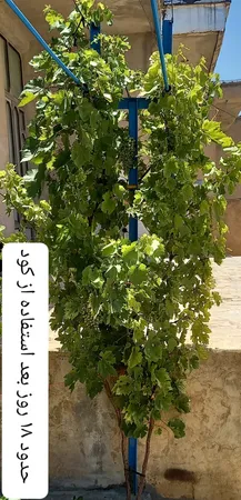 کود آهن جنوبگان مدل میناسول حجم 1لیتر