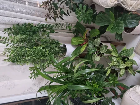 کوکوپیت و پیت ماس رویش مدل CC-MAS-3k کد Pack-01 مجموعه 3 عددی