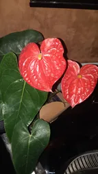 گیاه طبیعی آنتوریوم کد23- AS